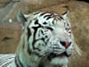 Московский зоопарк. 2005 год. Бенгальский тигр.